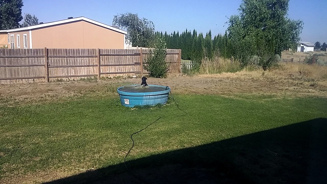 Black Lab in a Pool