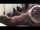 Oakland Zoo's Black Bear Cubs Nurse From Mama Bear