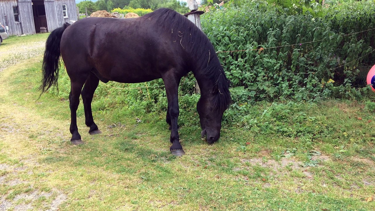 PVT CANADA_Buddy tondeuse naturelle