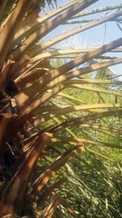 দেখুন সৌদিতে কিভাবে খেজুর সংগ্রহ করে।