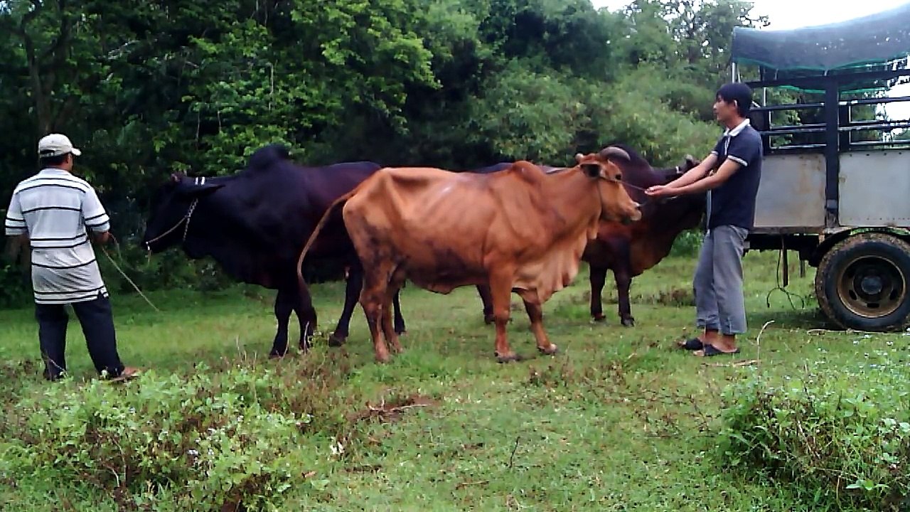 Technique of Cattle Breeding 81. hybrid sine lh0908730712