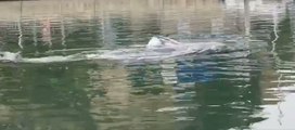 Juvenile Gray Whale Spotted In California Harbor