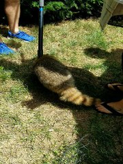 Disoriented Raccoon Wanders with Head Stuck in Jar (Part 2)