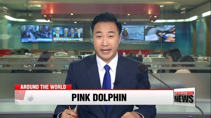 Rare pink dolphin spotted in Louisiana channel
