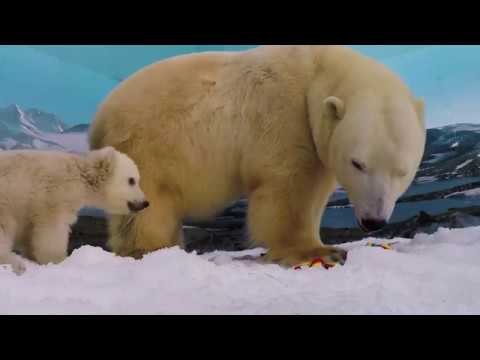 Sea World Unveils Polar Bear Cub Name as Mishka