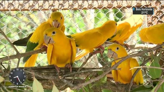 Ararajubas chegam a Belém para serem colocadas em seu habitat natural