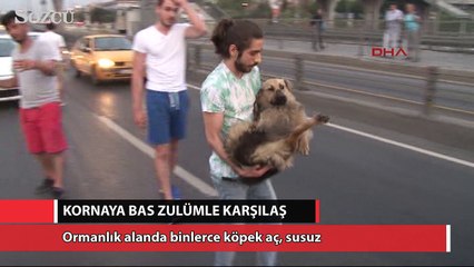 Kornaya bas dram karşına çıksın