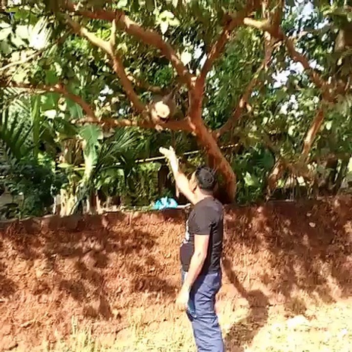 monkey comedy
