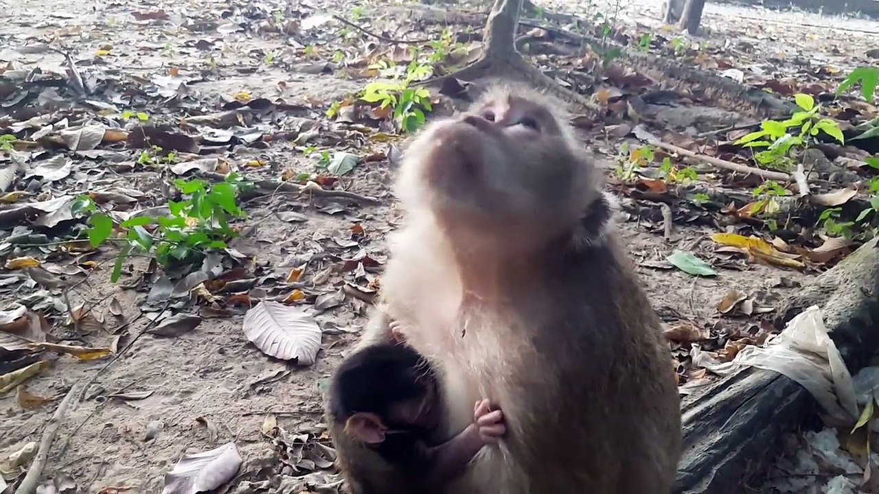Lovely baby monkey just born eat milk mom.