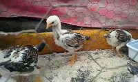 Shamo aseel chicks one month old