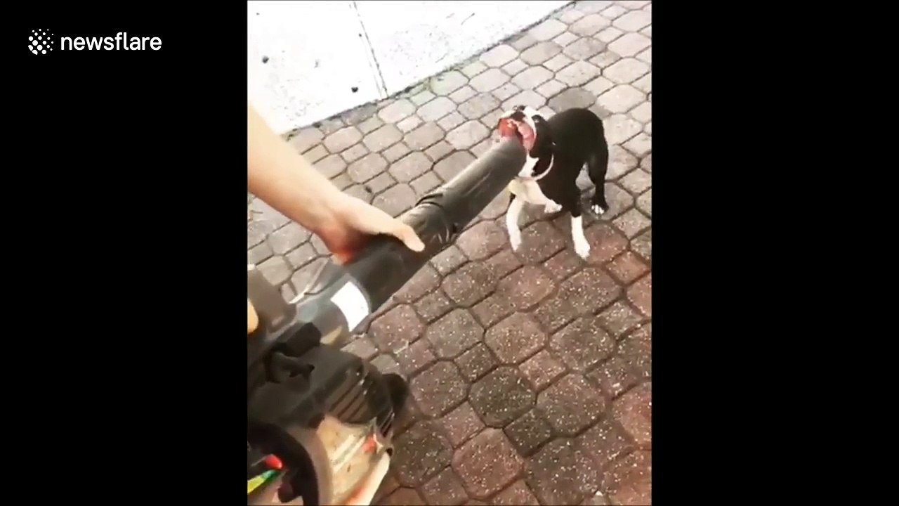 Puppy 'fights' leaf blower