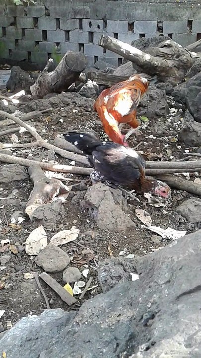 JED'S FARM : VITE JE PICORE (EPISODE 13 )