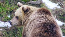 Early spring woke up Helsinki Zoo brown bears again (Ursus arctos arctos)
