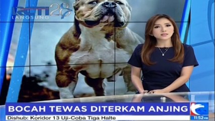 Pecinta Pitbull Kunjungi Anjing Penggigit Bocah