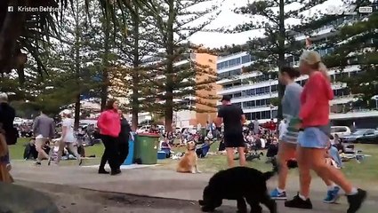 Download Video: Dog plays dead to avoid leaving the park