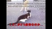 【コメ付】散歩に行きたい犬とテコでも動かない猫