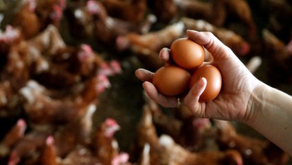 Zehirli Yumurta Salgını Avrupa'ya Yayıldı
