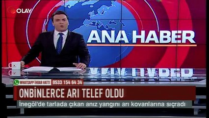 Onbinlerce arı telef oldu (Haber 08 08 2017)