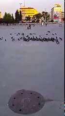 Buğday ile Yere Yazılan ALLAH Lafzını Kuşlar Yemiyor