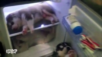 Des bébés huskys dorment paisiblement dans un frigo