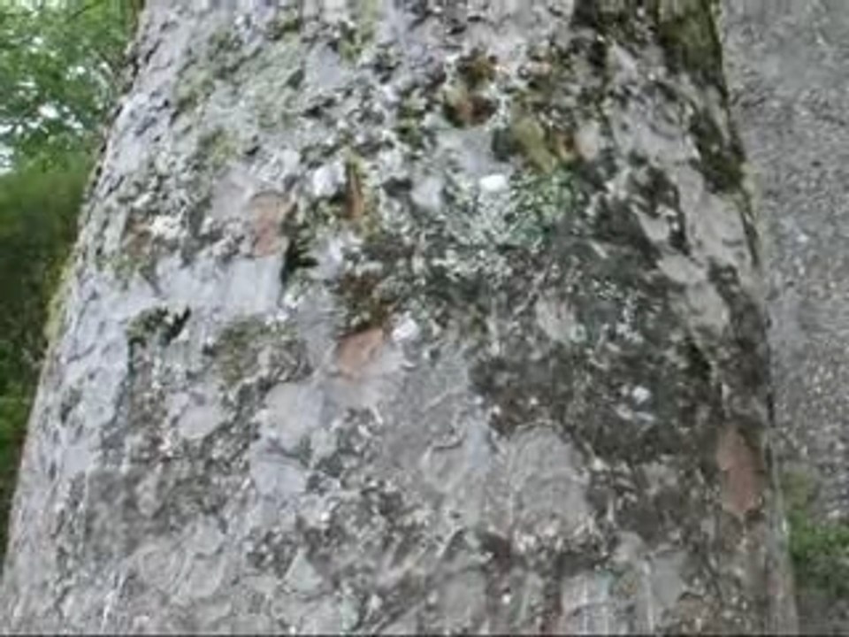Kauri