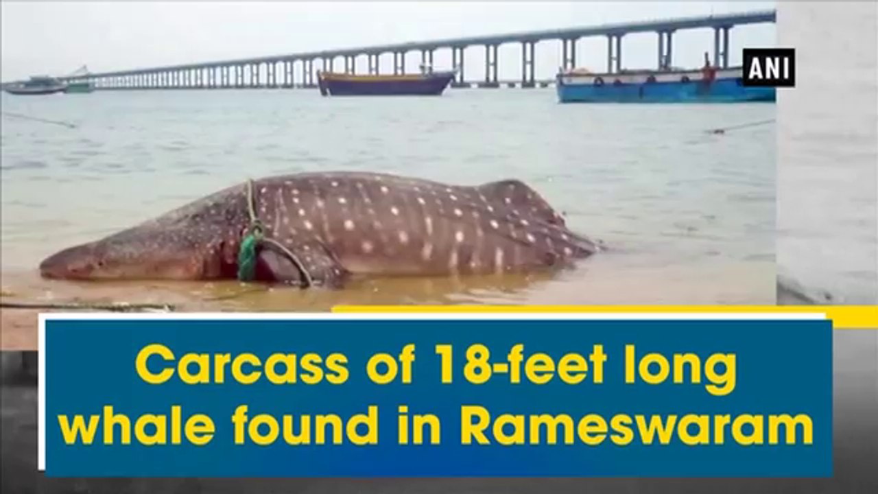 18-feet long whale was found in Rameswaram | Oneindia Telugu