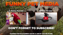 FUNNY PENGUINS ★ BEST Funny & Clumsy Penguins [Funny Pets]