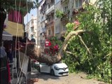 Bursa'da anıt çınarın kırılan dalı otomobilin üzerine düştü