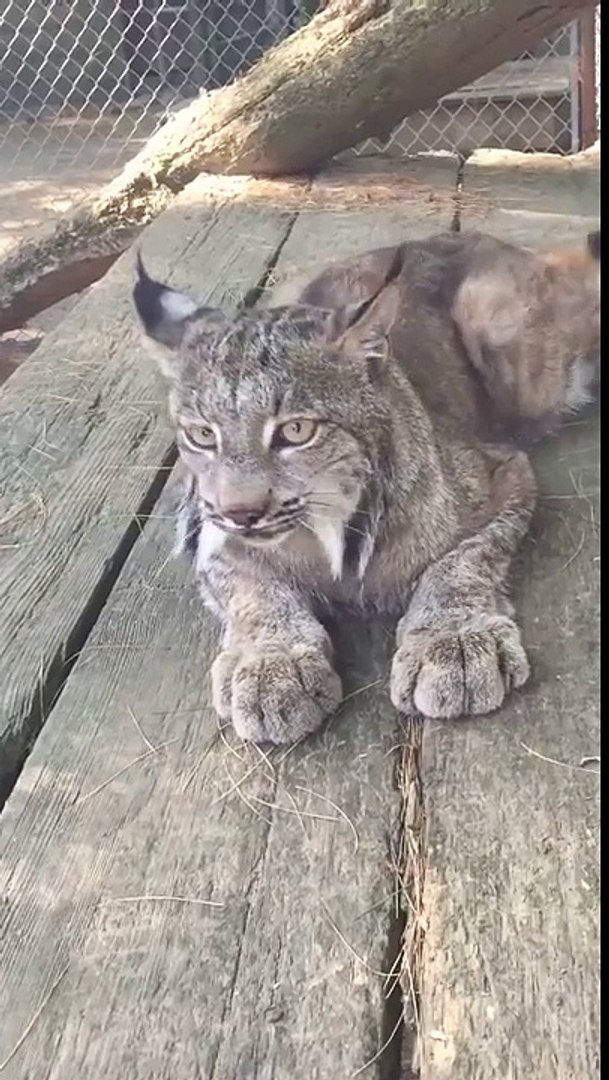 Un Lynx Miaule Comme Un Chat