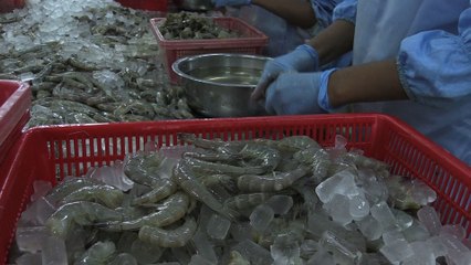 Au Vietnam, la crevette, bonne fortune des riziculteurs