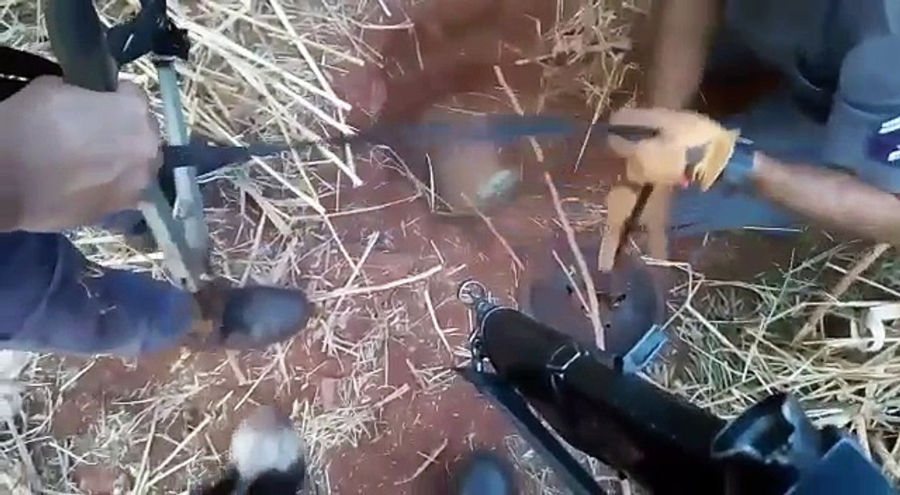 Cão acha drogas