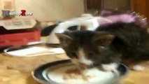 Funny Cats And Kittens Who Dont Want To Share Their Food Compilation [BEST OF]