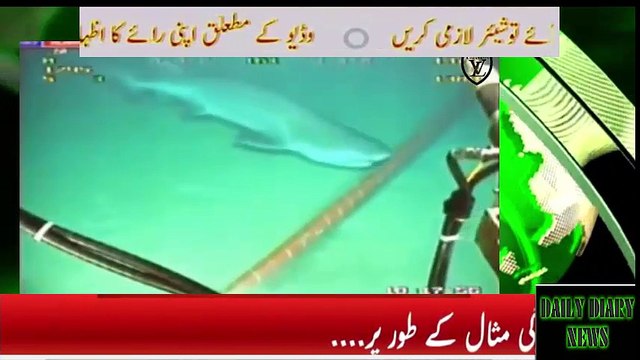 Shark Bites Fiber Optic Cables Undersea