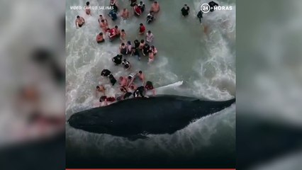 Des centaines de personnes s'entraident pour sauver une baleine à bosse échouée ! par divertissonsnous