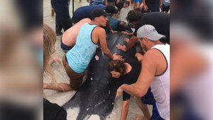 Beachgoers Come Together To Rescue Stranded Manatees