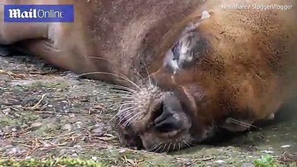 Ever Wonder What Happens When A Sea Lion Dreams? Wonder No More!