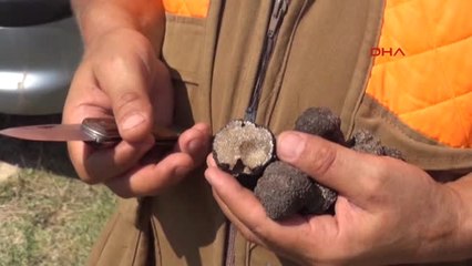 Artvin'de Özel Eğitimli Köpekle Mantar Avı