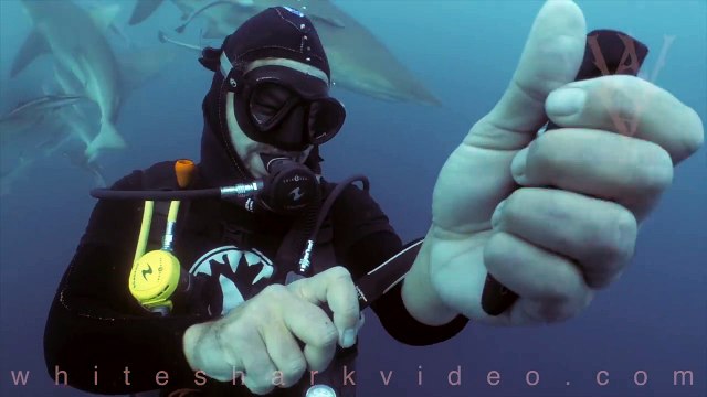 Pour démentir les clichés contre les requins, un homme se taille les veines au milieu d'une dizaine de squales ! - VIDÉO