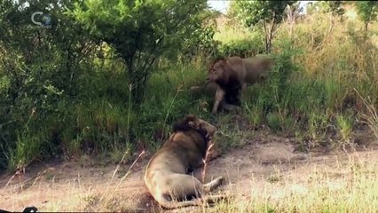 Mr T. Mauled To Death By FOUR Lions!