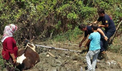 Bataklığa saplanan 'Fındık' için seferber oldular