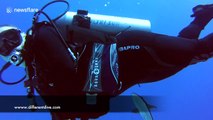 Suckerfish thinks scuba diver is a shark