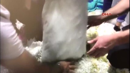 İzmir- Fetö Üyesi Karı Koca Sahte Pasaportla Yakalandı, Paraları Yastıktan Çıktı