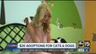 Affordable adoptions at Maricopa County shelter