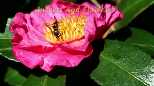 Insects and Flowers: The relationship.
