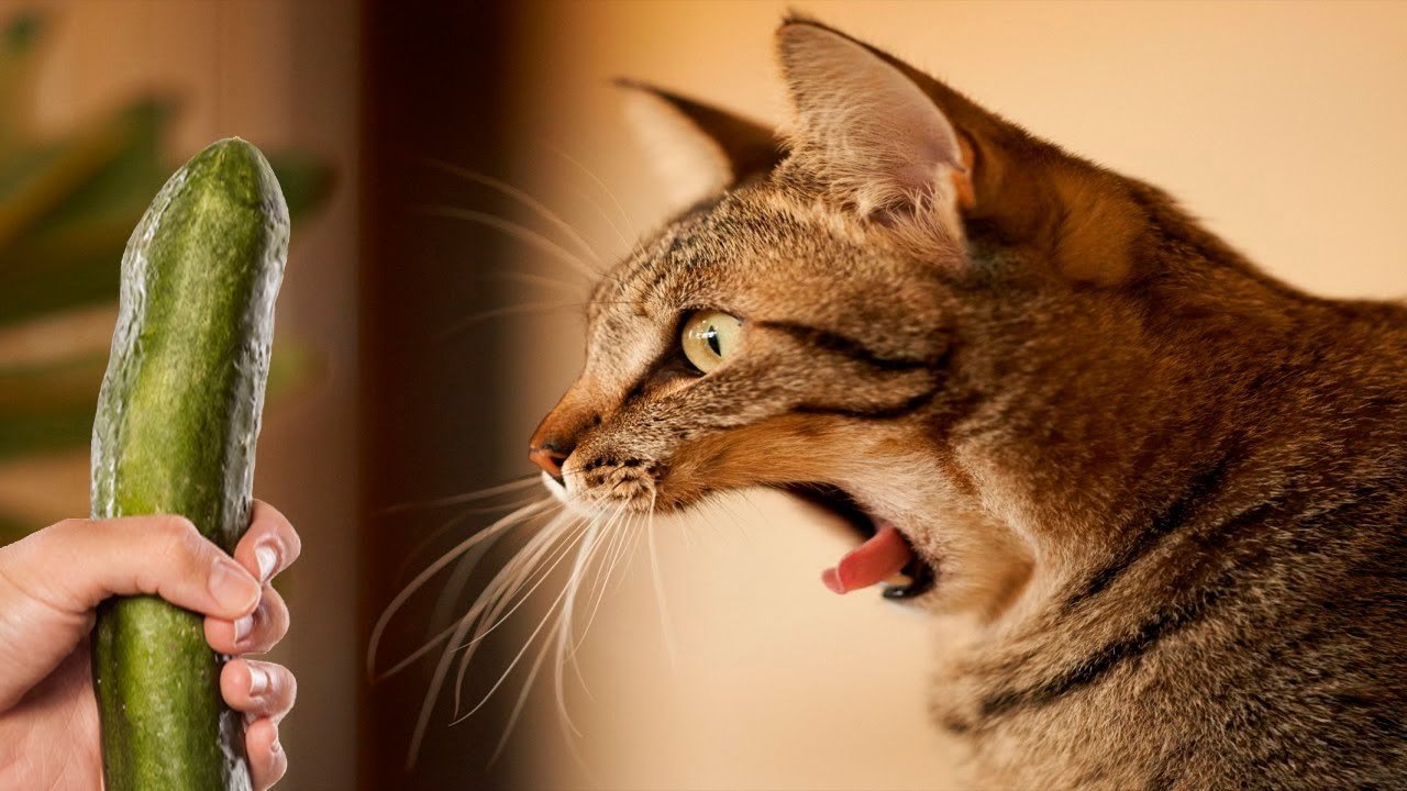 Funny cats compilation 2017