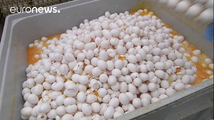 Dutch allowed sales of contaminated eggs for more than eight months