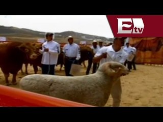 Peña Nieto lanza programa de apoyo a ganadero mexicanos / Lo Mejor David Páramo