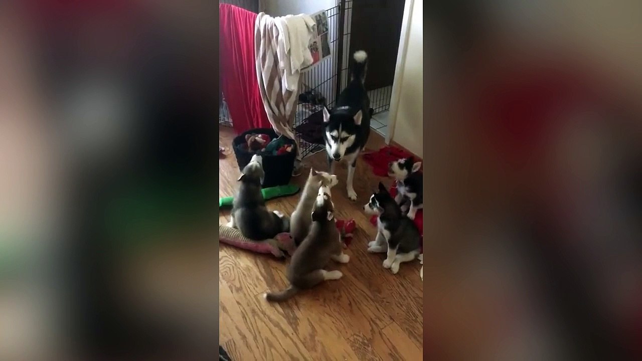Une maman husky apprend à ses petits à hurler !