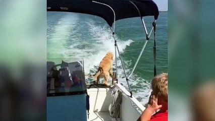Ce chien adore voir les dauphins sauter hors de l'eau !