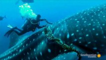 Un plongeur vient en aide à une baleine !